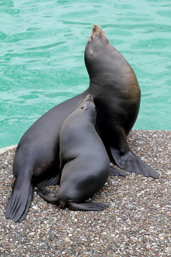 Lokation: Deutschland | Nordrhein-Westfalen | Wuppertal | Varresbeck Kategorien: Säugetiere, Zoo, Datum: 23.12.2012