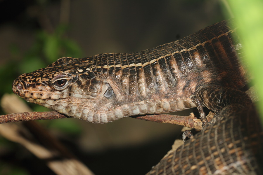 Lokation: Deutschland | Nordrhein-Westfalen | Wuppertal | Varresbeck Kategorien: Reptilien, Zoo, Datum: 23.12.2012