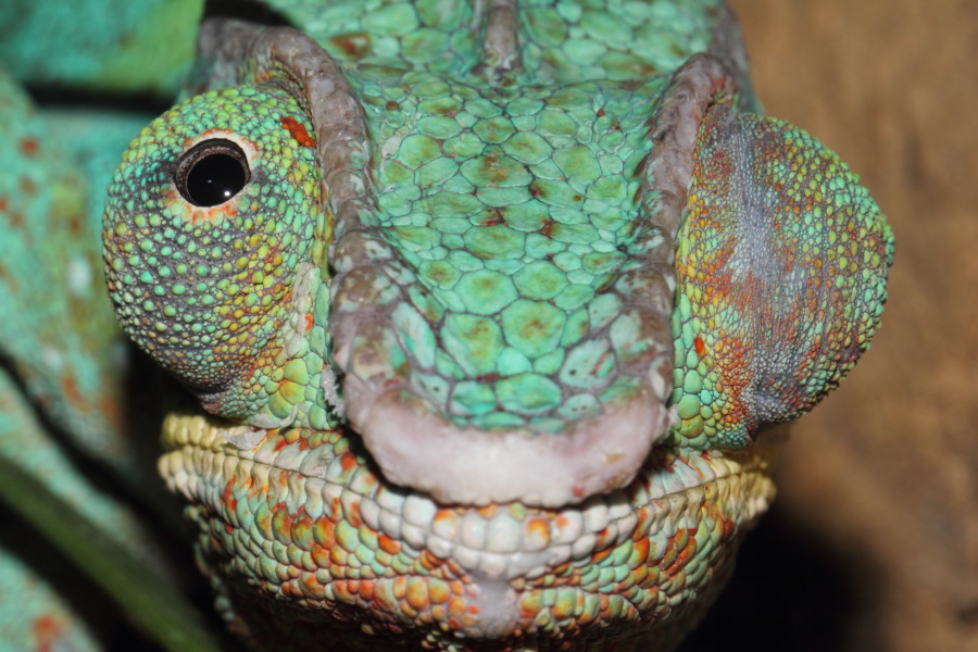 Lokation: Deutschland | Nordrhein-Westfalen | Wuppertal | Varresbeck Kategorien: Reptilien, Zoo, Datum: 23.12.2012