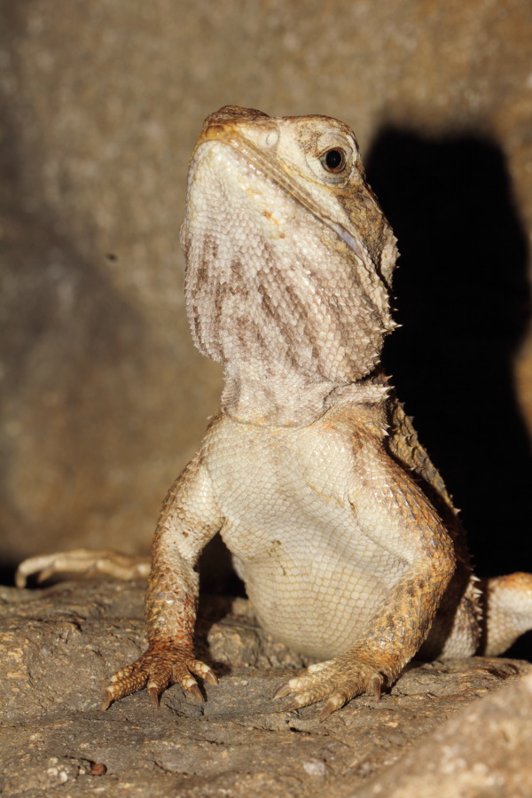 Lokation: Deutschland | Nordrhein-Westfalen | Wuppertal | Varresbeck Kategorien: Reptilien, Zoo, Datum: 23.12.2012