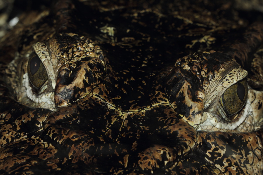 Lokation: Deutschland | Nordrhein-Westfalen | Wuppertal | Varresbeck Kategorien: Reptilien, Zoo, Datum: 23.12.2012