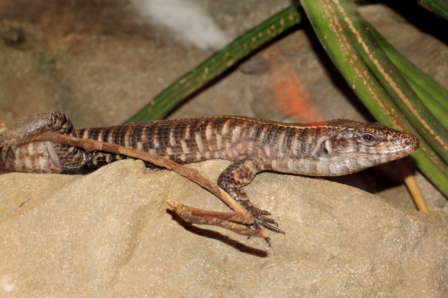Lokation: Deutschland | Nordrhein-Westfalen | Wuppertal | Varresbeck Kategorien: Reptilien, Zoo, Datum: 23.12.2012