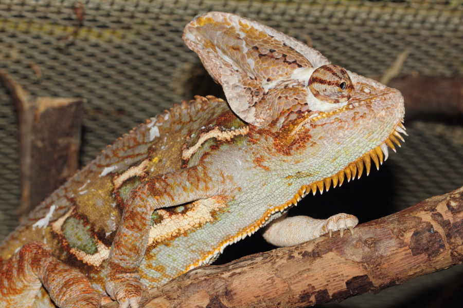 Lokation: Deutschland | Nordrhein-Westfalen | Wuppertal | Varresbeck Kategorien: Reptilien, Zoo, Datum: 23.12.2012
