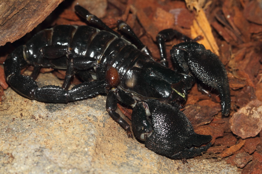Lokation: Deutschland | Nordrhein-Westfalen | Wuppertal | Varresbeck Kategorien: Zoo, Datum: 23.12.2012