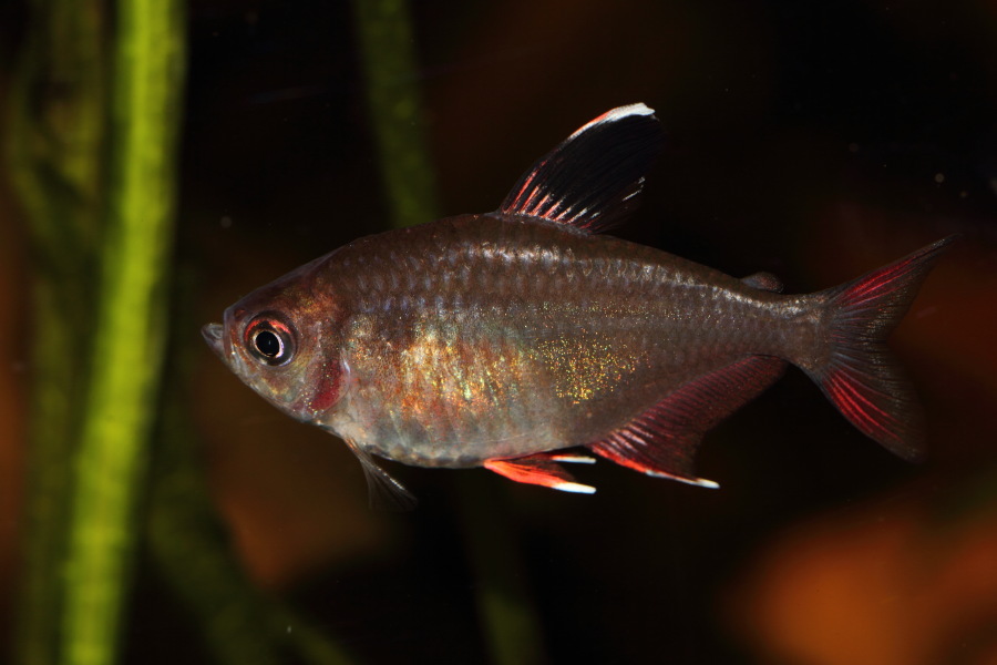 Lokation: Deutschland | Nordrhein-Westfalen | Wuppertal | Varresbeck Kategorien: Fische, Zoo, Datum: 23.12.2012