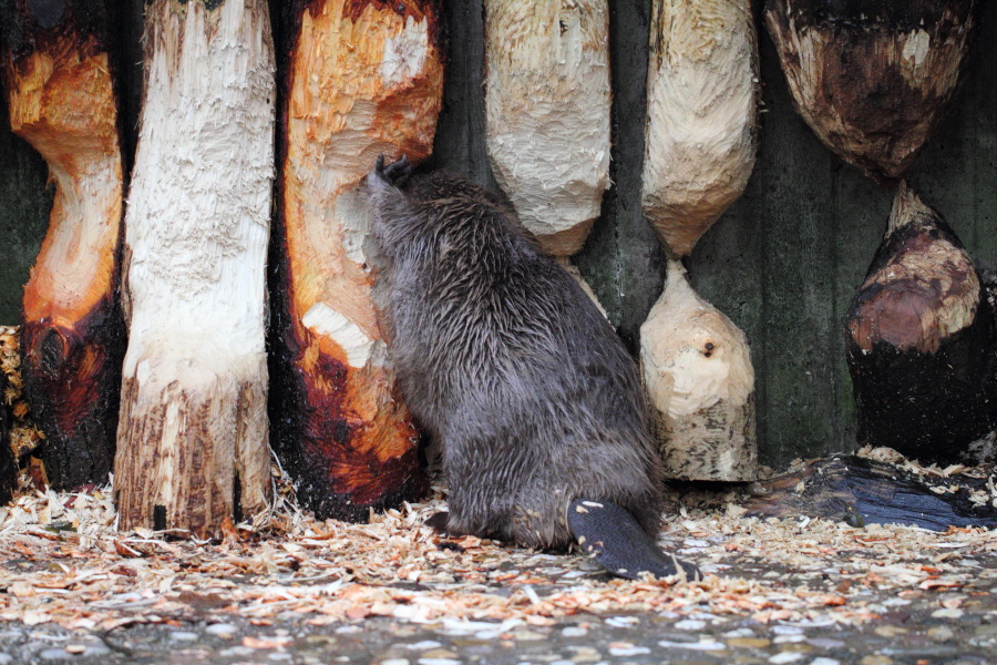 Lokation: Deutschland | Nordrhein-Westfalen | Wuppertal | Varresbeck Kategorien: Säugetiere, Zoo, Datum: 23.12.2012