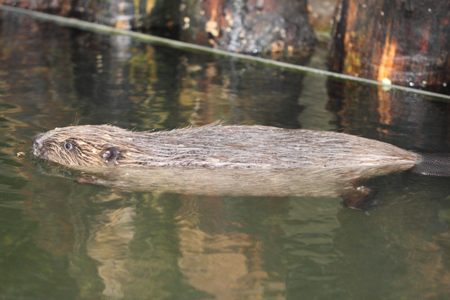 Lokation: Deutschland | Nordrhein-Westfalen | Wuppertal | Varresbeck Kategorien: Säugetiere, Zoo, Datum: 23.12.2012