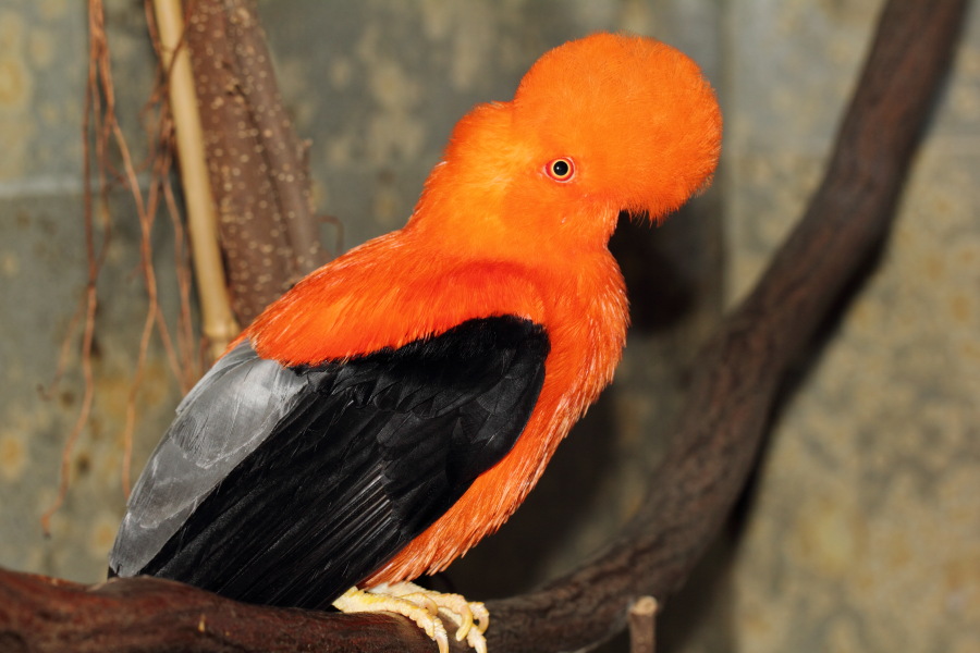 Lokation: Deutschland | Nordrhein-Westfalen | Wuppertal | Varresbeck Kategorien: Vögel, Zoo, Datum: 23.12.2012