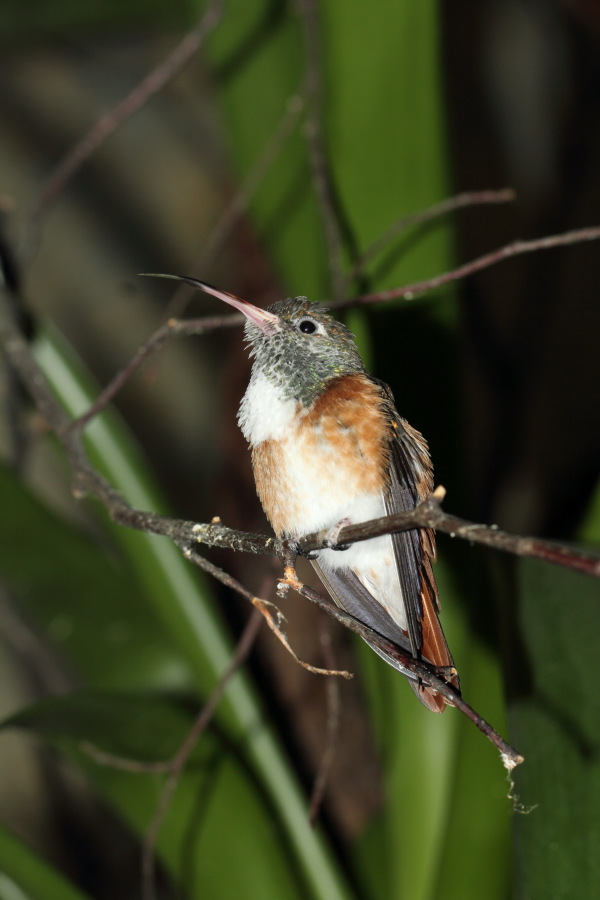 Lokation: Deutschland | Nordrhein-Westfalen | Wuppertal | Varresbeck Kategorien: Vögel, Zoo, Datum: 23.12.2012