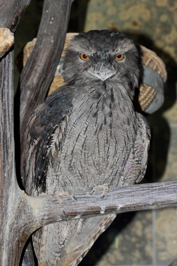 Lokation: Deutschland | Nordrhein-Westfalen | Wuppertal | Varresbeck Kategorien: Vögel, Zoo, Datum: 23.12.2012