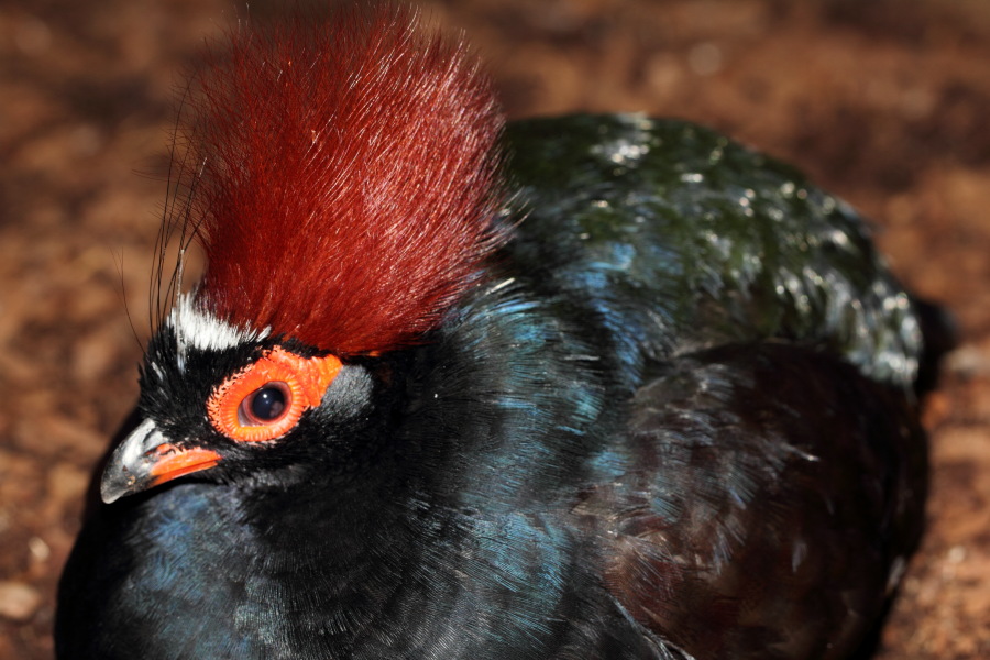 Lokation: Deutschland | Nordrhein-Westfalen | Wuppertal | Varresbeck Kategorien: Vögel, Zoo, Datum: 23.12.2012