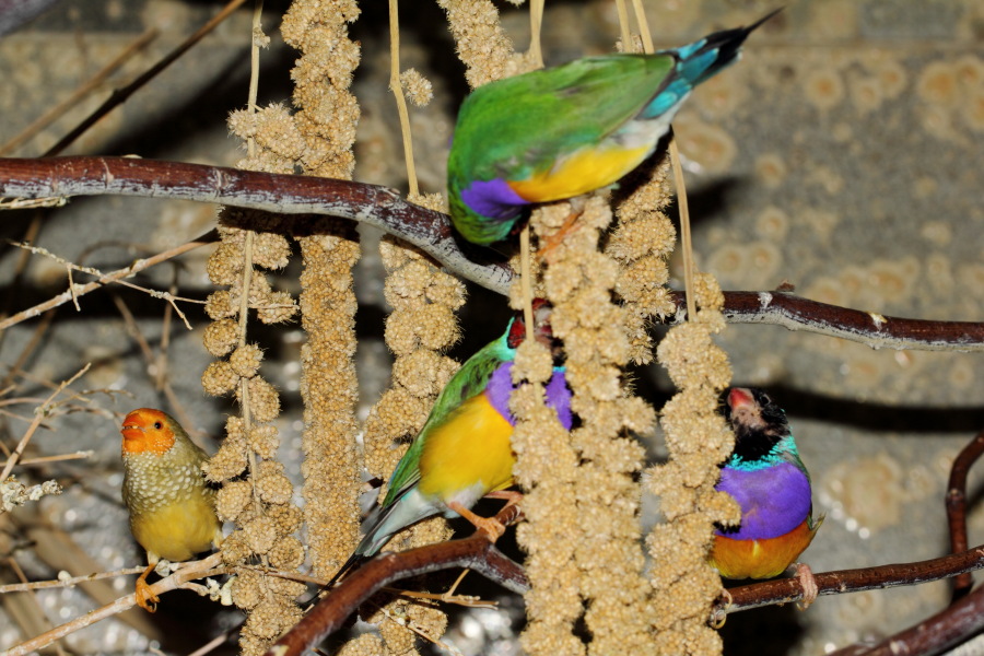 Lokation: Deutschland | Nordrhein-Westfalen | Wuppertal | Varresbeck Kategorien: Vögel, Zoo, Datum: 23.12.2012