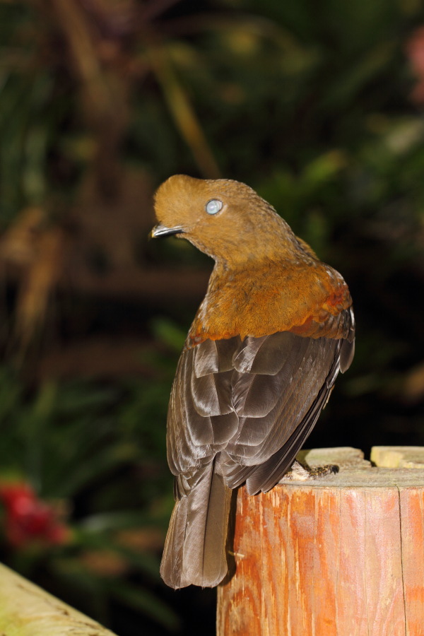 Lokation: Deutschland | Nordrhein-Westfalen | Wuppertal | Varresbeck Kategorien: Vögel, Zoo, Datum: 23.12.2012