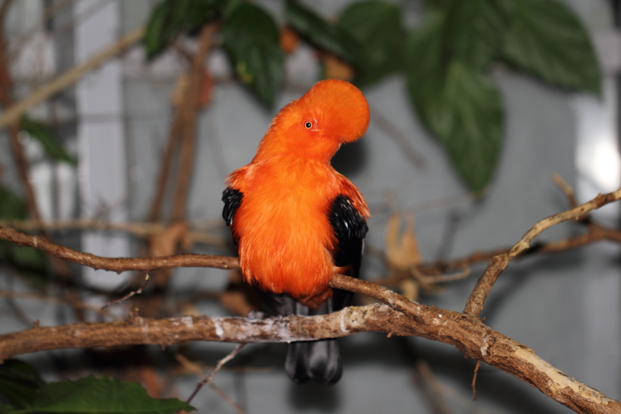 Lokation: Deutschland | Nordrhein-Westfalen | Wuppertal | Varresbeck Kategorien: Vögel, Zoo, Datum: 23.12.2012