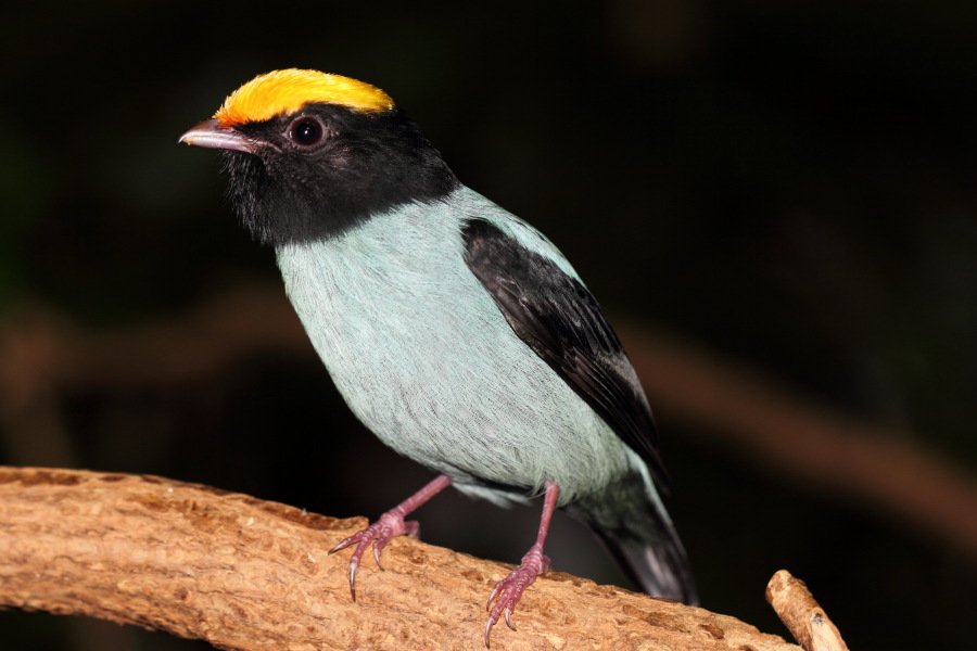 Lokation: Deutschland | Nordrhein-Westfalen | Wuppertal | Varresbeck Kategorien: Vögel, Zoo, Datum: 23.12.2012