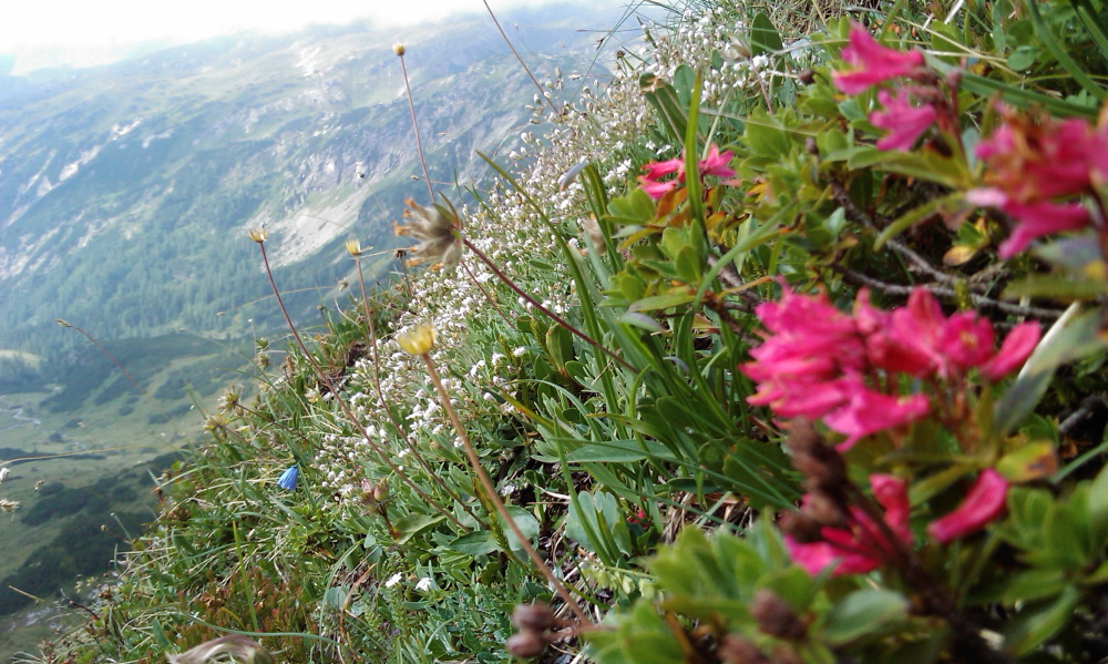 Lokation: Österreich | Salzburg | Rothenwand | Obertauern Kategorien: Datum: 15.08.2013