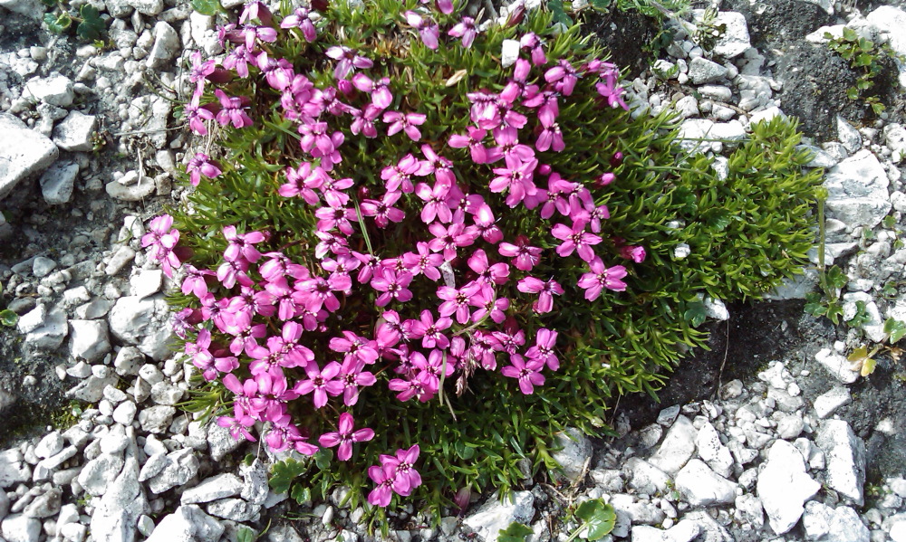 Lokation: Österreich | Salzburg | Rothenwand | Obertauern Kategorien: Datum: 15.08.2013