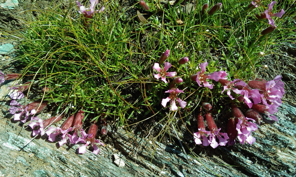 Lokation: Österreich | Salzburg | Tweng | Tweng Kategorien: Datum: 17.08.2013