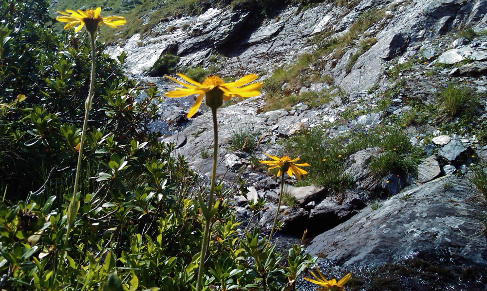 Lokation: Österreich | Salzburg | Tweng | Tweng Kategorien: Datum: 17.08.2013