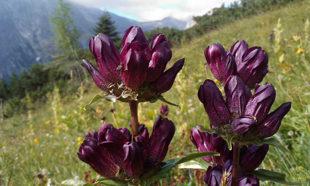 Lokation: Österreich | Salzburg | Neubach | Gries Kategorien: Datum: 21.08.2013