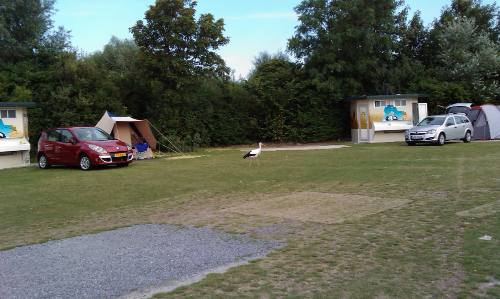 Lokation: Belgien | Vlaanderen | Knokke-Heist Knokke | Het Zwin Kategorien: Datum: 27.08.2013