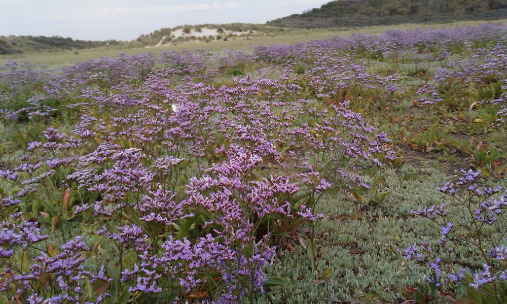 Lokation: Belgien | Vlaanderen | Knokke-Heist Knokke | Het Zwin Kategorien: Datum: 27.08.2013