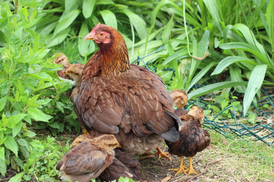 Lokation: Deutschland | Nordrhein-Westfalen | Bergisch Gladbach | Rodemich Kategorien: Hühner, Permakultur, Datum: 23.06.2013