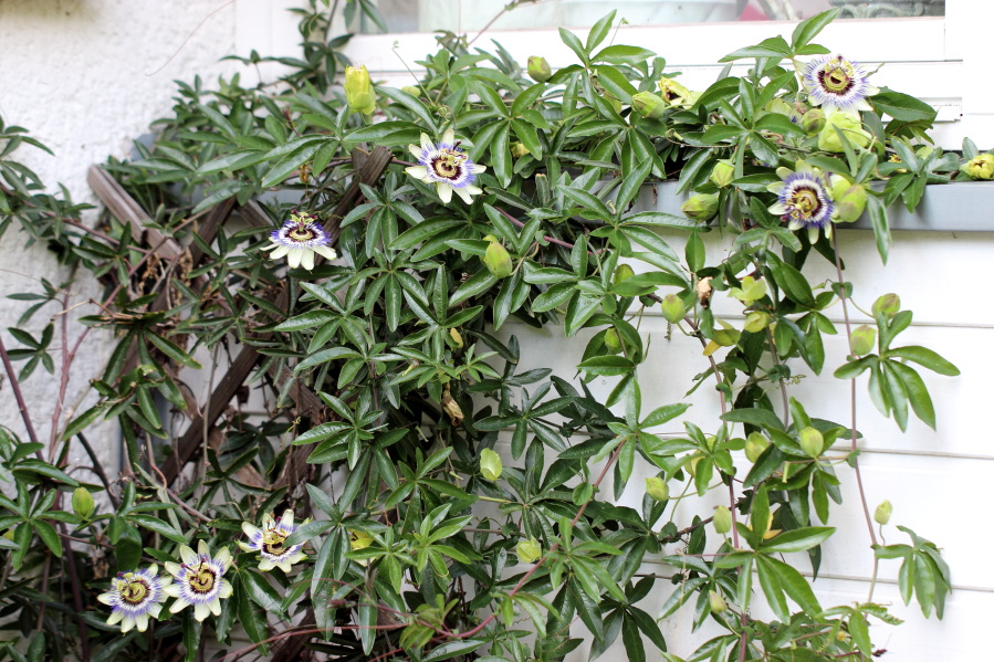 Lokation: Deutschland | Nordrhein-Westfalen | Bergisch Gladbach | Rodemich Kategorien: Garten, Datum: 04.07.2013