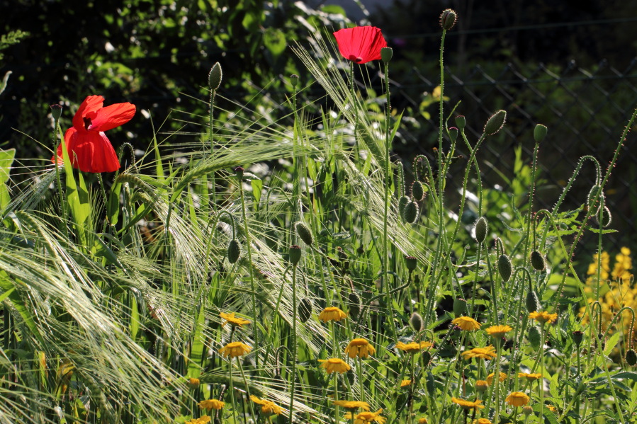 Lokation: Deutschland | Nordrhein-Westfalen | Bergisch Gladbach | Rodemich Kategorien: Permakultur, Datum: 04.07.2013