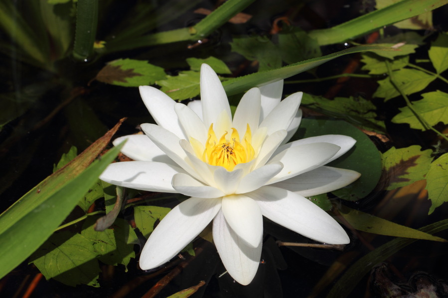 Lokation: Deutschland | Nordrhein-Westfalen | Bergisch Gladbach | Rodemich Kategorien: Blüte, Naturgarten, Datum: 20.07.2013