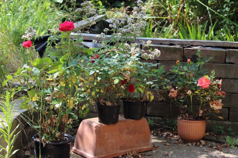 Lokation: Deutschland | Nordrhein-Westfalen | Bergisch Gladbach | Rodemich Kategorien: Garten, Datum: 20.07.2013