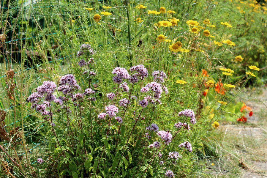 Lokation: Deutschland | Nordrhein-Westfalen | Bergisch Gladbach | Rodemich Kategorien: Naturgarten, Datum: 20.07.2013