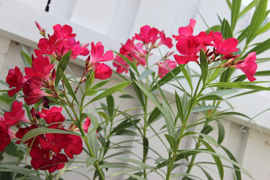 Lokation: Deutschland | Nordrhein-Westfalen | Bergisch Gladbach | Rodemich Kategorien: Garten, Datum: 20.07.2013