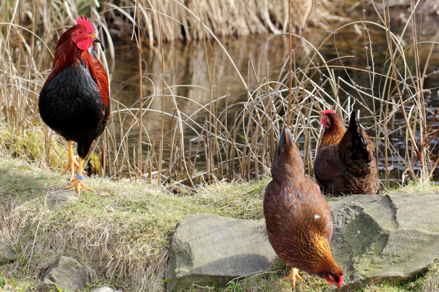 Lokation: Deutschland | Nordrhein-Westfalen | Bergisch Gladbach | Rodemich Kategorien: Hühner, Datum: 24.03.2013