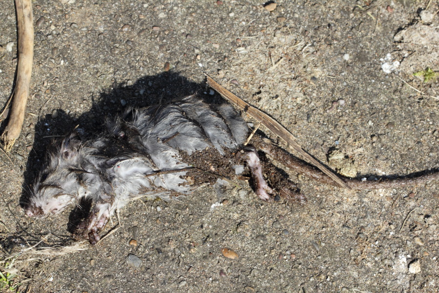 Lokation: Deutschland | Nordrhein-Westfalen | Bergisch Gladbach | Rodemich Kategorien: Säugetiere, Datum: 02.04.2013