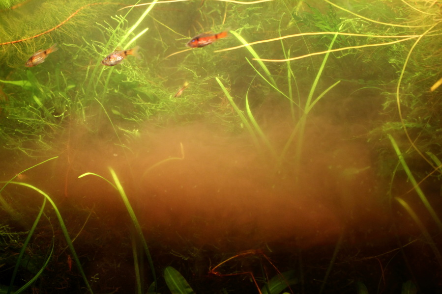 Lokation: Deutschland | Nordrhein-Westfalen | Bergisch Gladbach | Rodemich Kategorien: Aquarien, Datum: 02.04.2013