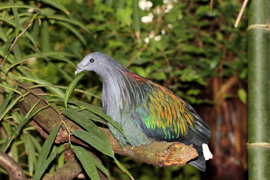 Lokation: Deutschland | Nordrhein-Westfalen | Köln | Riehl Kategorien: Zoo, Datum: 03.04.2013