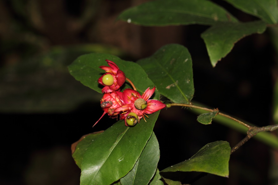 Lokation: Deutschland | Nordrhein-Westfalen | Köln | Riehl Kategorien: Zoo, Datum: 03.04.2013