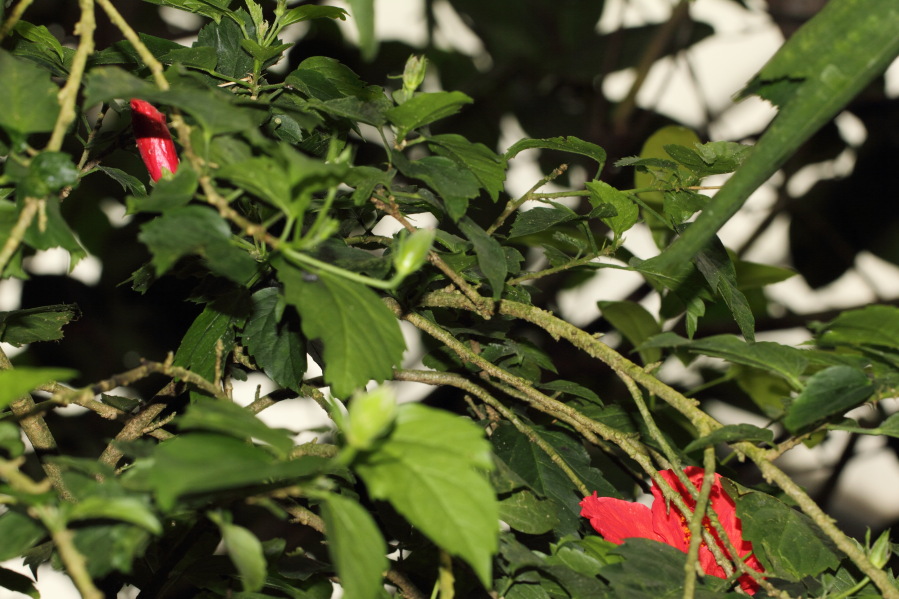 Lokation: Deutschland | Nordrhein-Westfalen | Köln | Riehl Kategorien: Zoo, Datum: 03.04.2013