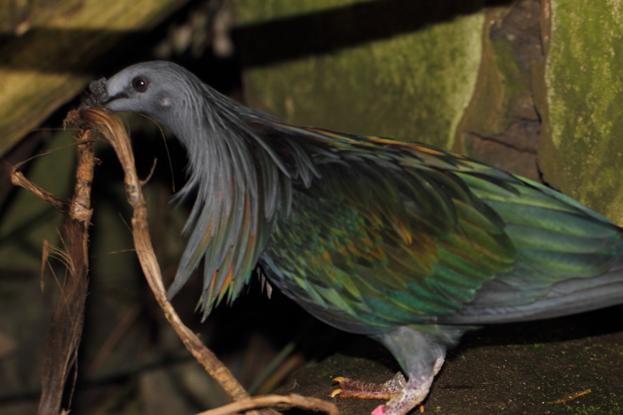 Lokation: Deutschland | Nordrhein-Westfalen | Köln | Riehl Kategorien: Vögel, Zoo, Datum: 03.04.2013