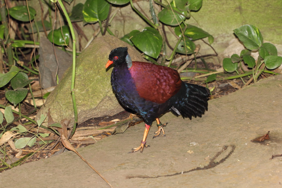 Lokation: Deutschland | Nordrhein-Westfalen | Köln | Riehl Kategorien: Vögel, Zoo, Datum: 03.04.2013
