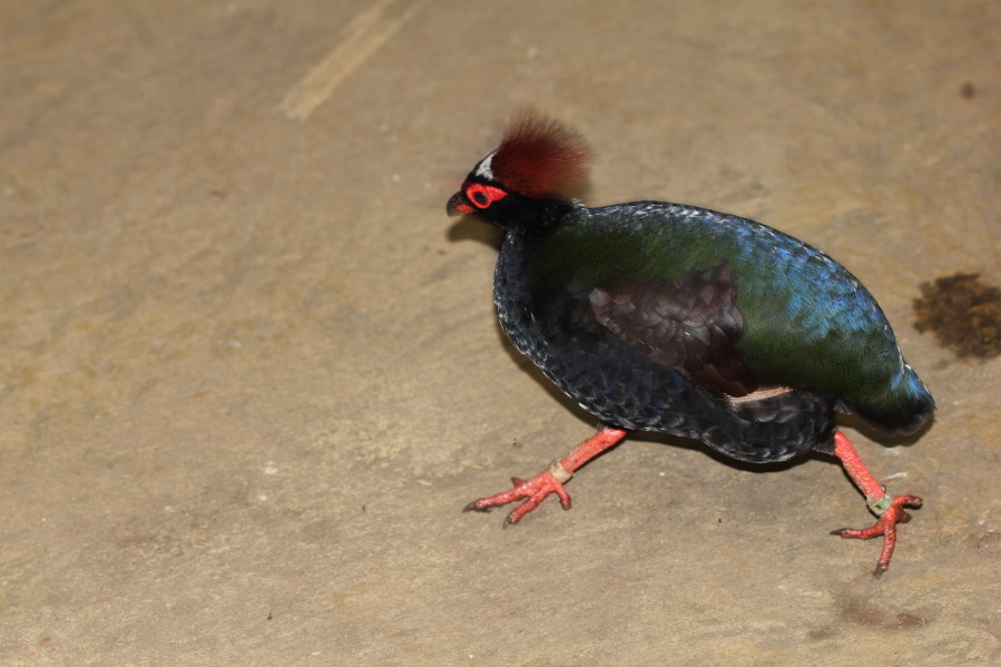 Lokation: Deutschland | Nordrhein-Westfalen | Köln | Riehl Kategorien: Vögel, Zoo, Datum: 03.04.2013