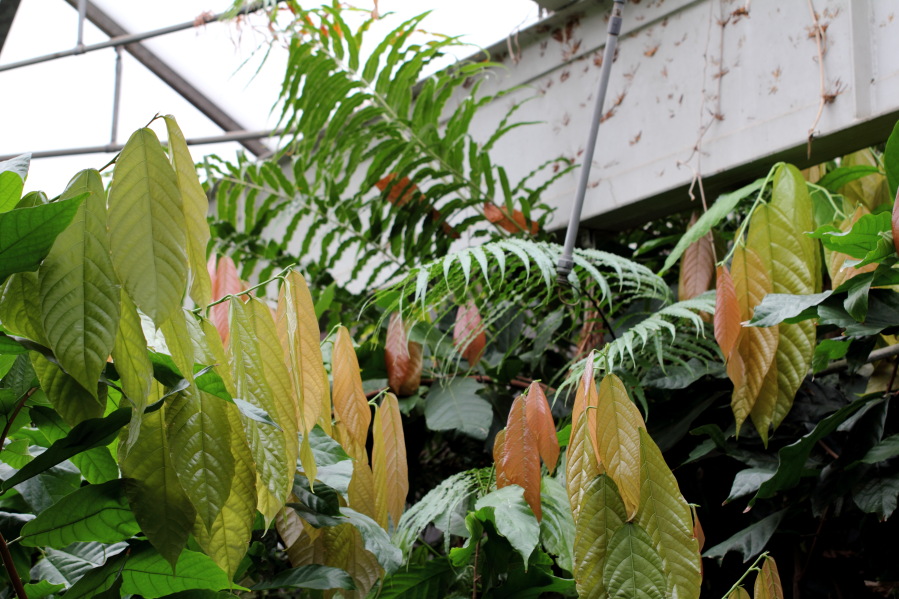 Lokation: Deutschland | Nordrhein-Westfalen | Köln | Riehl Kategorien: Gewächshaus, Zoo, Datum: 03.04.2013