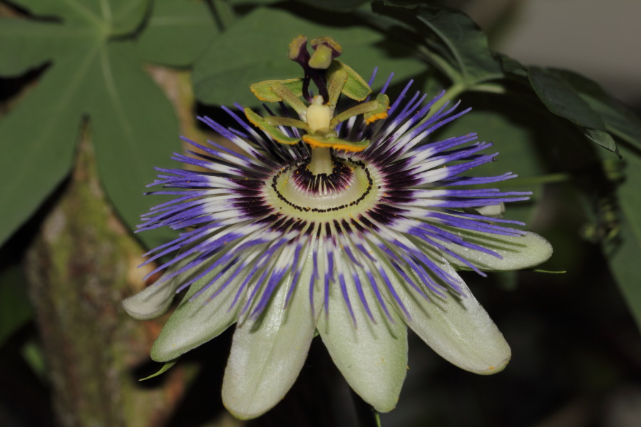 Lokation: Deutschland | Nordrhein-Westfalen | Köln | Riehl Kategorien: Blüte, Gewächshaus, Zoo, Datum: 03.04.2013