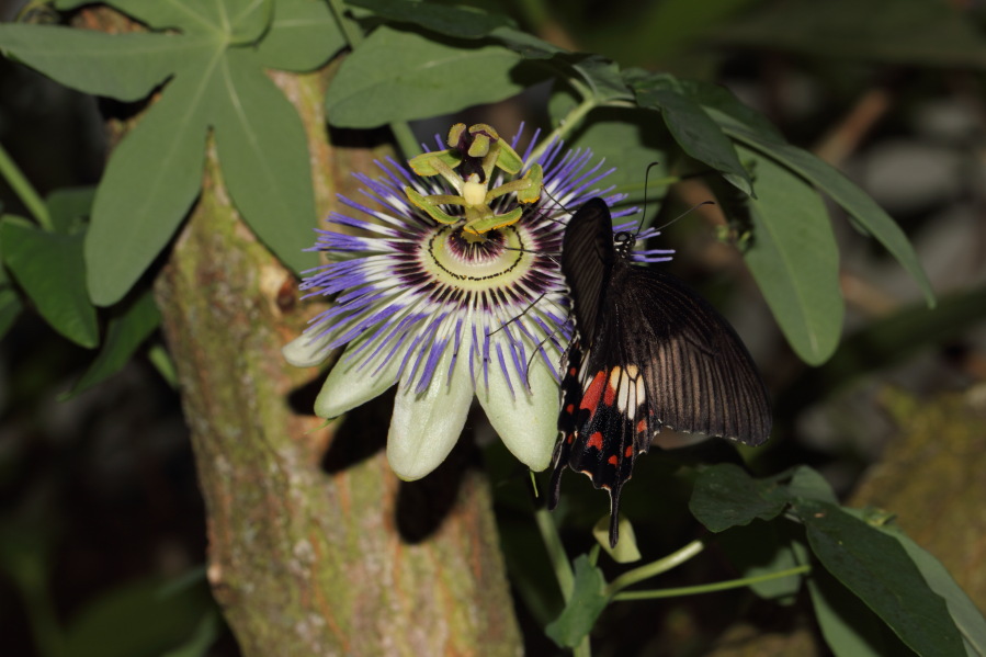 Lokation: Deutschland | Nordrhein-Westfalen | Köln | Riehl Kategorien: Blüte, Gewächshaus, Zoo, Datum: 03.04.2013