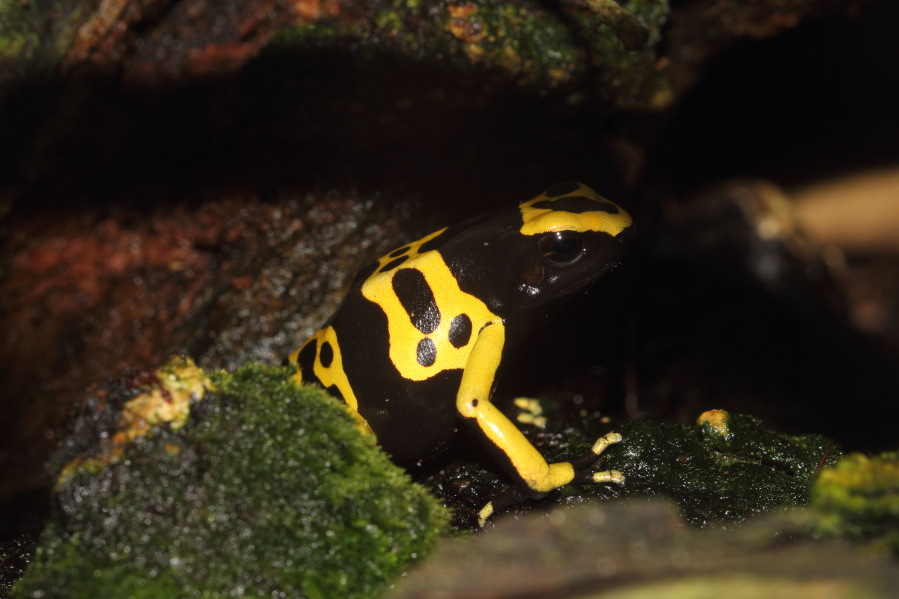 Lokation: Deutschland | Nordrhein-Westfalen | Köln | Riehl Kategorien: Zoo, Frösche, Terrarien, Datum: 03.04.2013