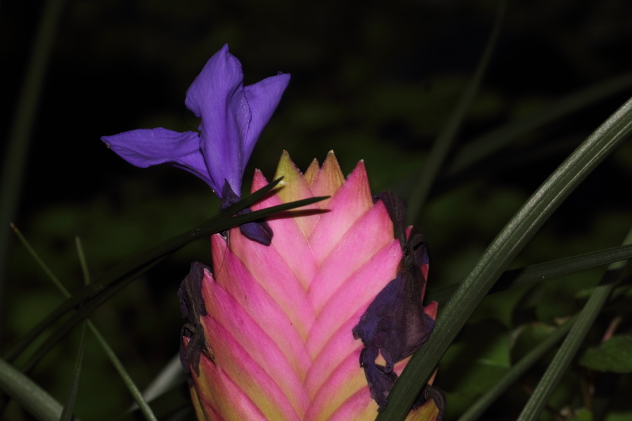 Lokation: Deutschland | Nordrhein-Westfalen | Köln | Riehl Kategorien: Gewächshaus, Zoo, Datum: 03.04.2013