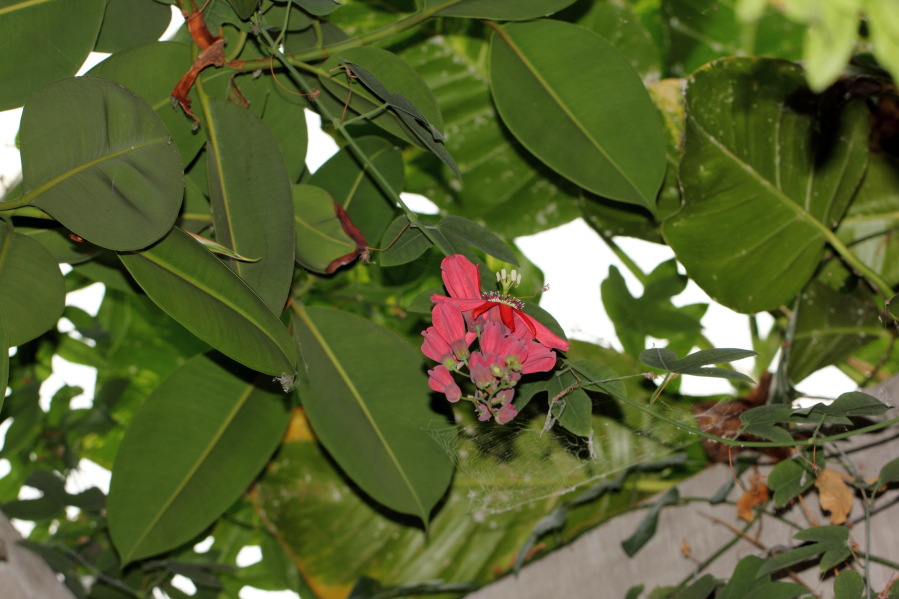 Lokation: Deutschland | Nordrhein-Westfalen | Köln | Riehl Kategorien: Gewächshaus, Zoo, Datum: 03.04.2013