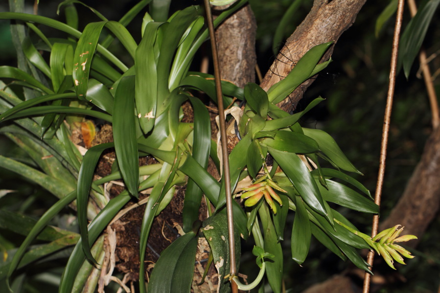Lokation: Deutschland | Nordrhein-Westfalen | Köln | Riehl Kategorien: Gewächshaus, Zoo, Datum: 03.04.2013
