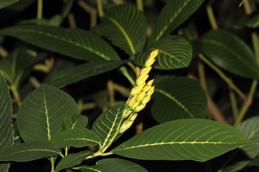Lokation: Deutschland | Nordrhein-Westfalen | Köln | Riehl Kategorien: Gewächshaus, Zoo, Datum: 03.04.2013